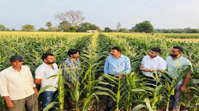 75 दिन में तैयार होने वाली इस फसल ने किसान को बनाया मालामाल, अब 15 एकड़ में कर रहे खेती