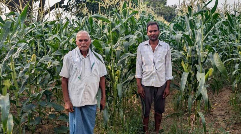 स्वीट कॉर्न की खेती से बदली किसान की तकदीर, एक सीजन में दो लाख तक की आय