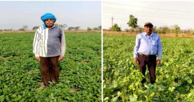 रायपुर: बेमेतरा में दलहन उत्पादन को मिली नई रफ्तार, एक साल में चार गुना बढ़ा उड़द-मूंग की खेती का रकबा