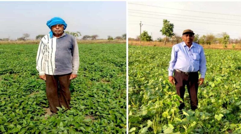 रायपुर: बेमेतरा में दलहन उत्पादन को मिली नई रफ्तार, एक साल में चार गुना बढ़ा उड़द-मूंग की खेती का रकबा