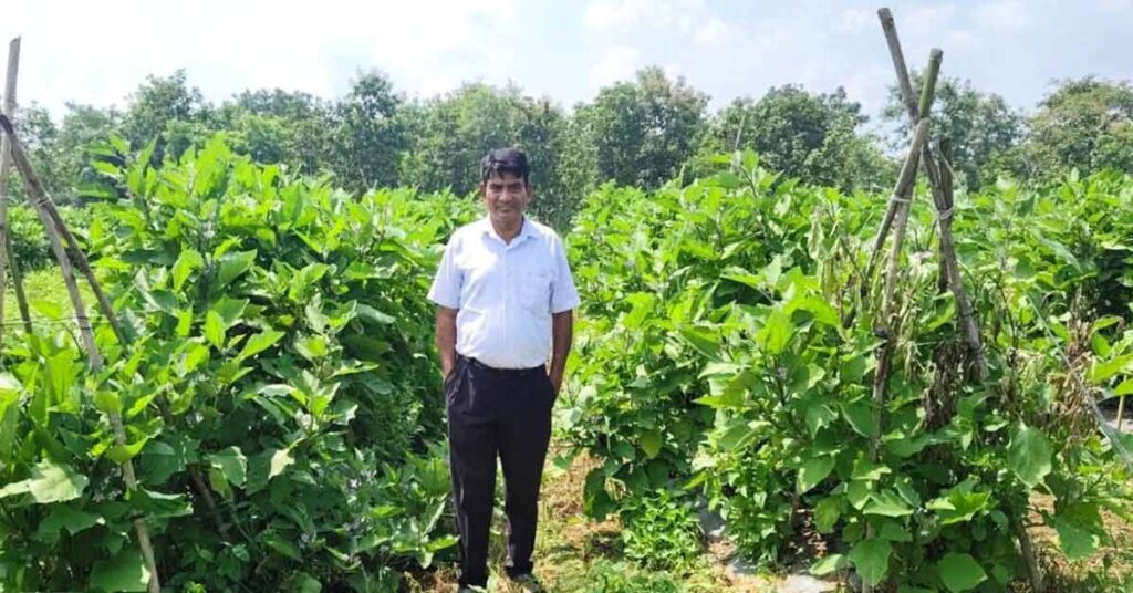 धान की पारंपरिक खेती छोड़ ग्राफ्टेड बैंगन अपनाया, किसान ने प्रति एकड़ कमाए 6.50 लाख रुपये; जानिए कैसे