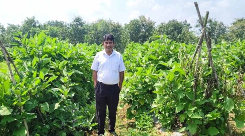 धान की पारंपरिक खेती छोड़ ग्राफ्टेड बैंगन अपनाया, किसान ने प्रति एकड़ कमाए 6.50 लाख रुपये; जानिए कैसे  