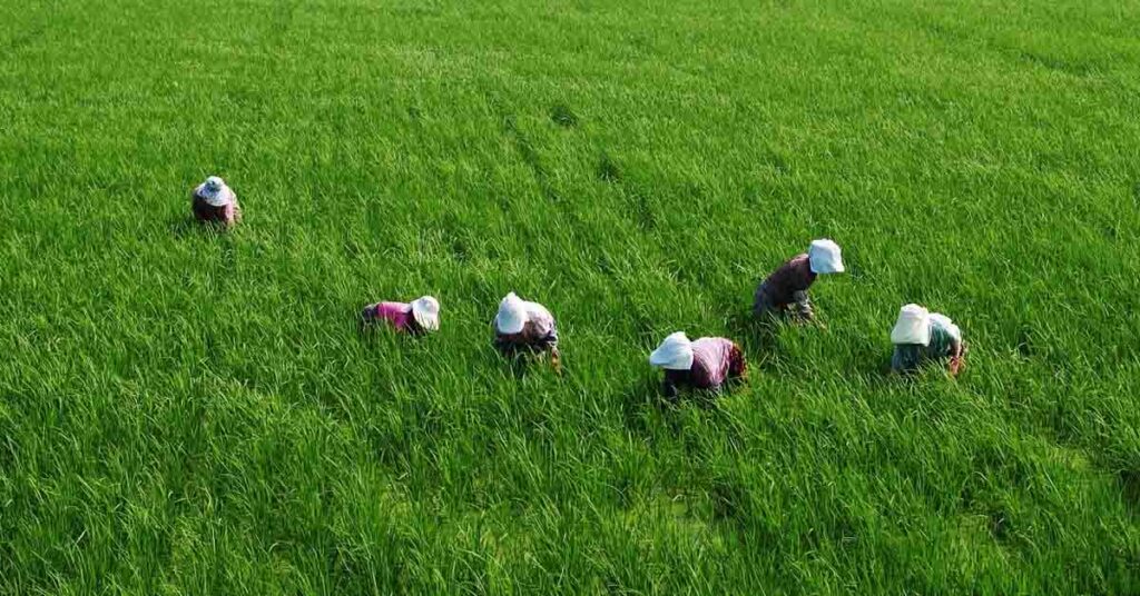वाराणसी में स्थापित होगा नया केंद्रीय समेकित कीट प्रबंधन केंद्र, फसलों की सुरक्षा को मिलेगा बल