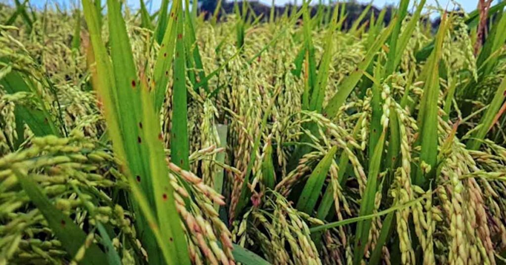 धान की खेती में बढ़ानी है कमाई? अपनाएं श्री विधि, मिलेगा दोगुना फायदा