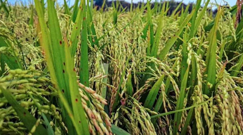 धान की खेती में बढ़ानी है कमाई? अपनाएं श्री विधि, मिलेगा दोगुना फायदा