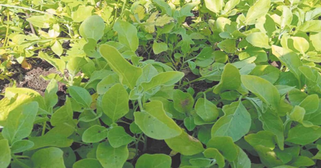 औषधीय फसलों का हब बना नीमच, 87 हजार हेक्टेयर में फैली उद्यानिकी खेती; ई-कॉमर्स प्लेटफॉर्म से देशभर में पहुंच रहे उत्पाद