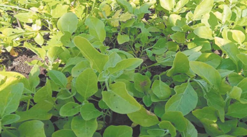 औषधीय फसलों का हब बना नीमच, 87 हजार हेक्टेयर में फैली उद्यानिकी खेती; ई-कॉमर्स प्लेटफॉर्म से देशभर में पहुंच रहे उत्पाद