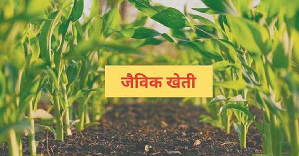 रायगढ़ में जैविक खेती और दलहन उत्पादन पर जोर, किसानों की आय बढ़ाने कलेक्टर ने दिए निर्देश