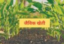 रायगढ़ में जैविक खेती और दलहन उत्पादन पर जोर, किसानों की आय बढ़ाने कलेक्टर ने दिए निर्देश
