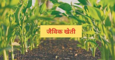 रायगढ़ में जैविक खेती और दलहन उत्पादन पर जोर, किसानों की आय बढ़ाने कलेक्टर ने दिए निर्देश