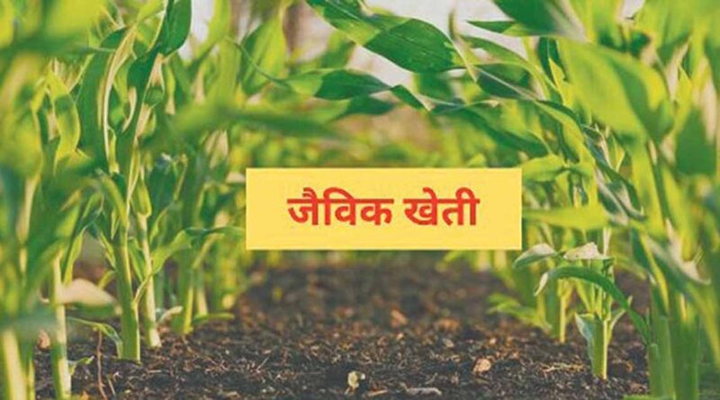 रायगढ़ में जैविक खेती और दलहन उत्पादन पर जोर, किसानों की आय बढ़ाने कलेक्टर ने दिए निर्देश