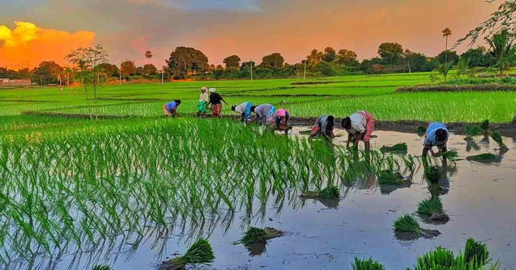 सूखे की चिंता छोड़िए! धान की ये 6 बेहतरीन किस्में बोएं, कम पानी में भी मिलेगा बंपर उत्पादन