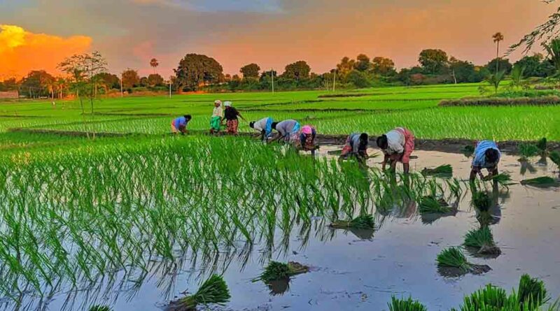 सूखे की चिंता छोड़िए! धान की ये 6 बेहतरीन किस्में बोएं, कम पानी में भी मिलेगा बंपर उत्पादन
