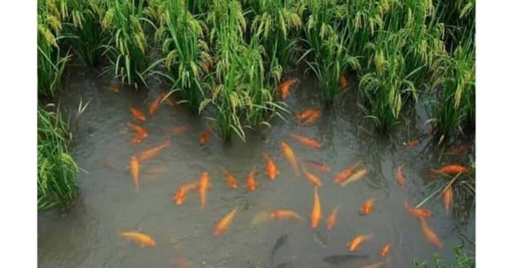 मध्यप्रदेश में धान के साथ मछली उत्पादन की तकनीक- किसानों की आय बढ़ाने हेतु सफल नवाचार
