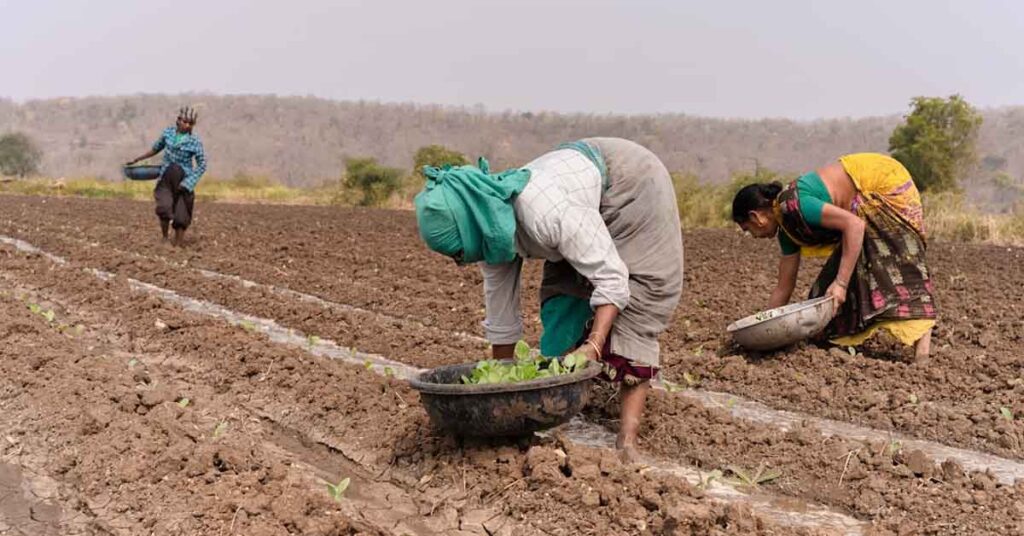पिछले वर्ष की तुलना में खरीफ बुवाई 22.7% कम; जुलाई के पहले सप्ताह में रफ्तार पकड़ सकती है बुवाई
