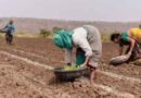 पिछले वर्ष की तुलना में खरीफ बुवाई 22.7% कम; जुलाई के पहले सप्ताह में रफ्तार पकड़ सकती है बुवाई