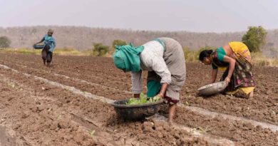 पिछले वर्ष की तुलना में खरीफ बुवाई 22.7% कम; जुलाई के पहले सप्ताह में रफ्तार पकड़ सकती है बुवाई
