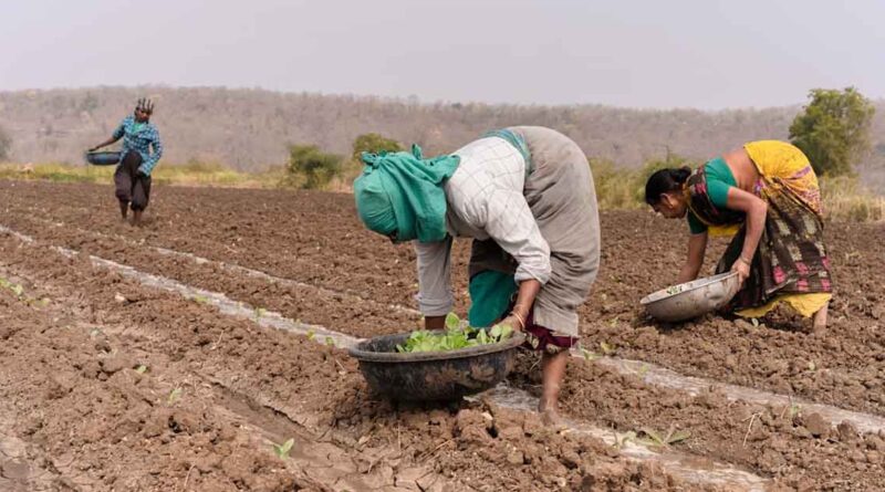पिछले वर्ष की तुलना में खरीफ बुवाई 22.7% कम; जुलाई के पहले सप्ताह में रफ्तार पकड़ सकती है बुवाई