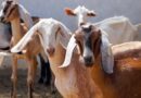 बरसात में बकरियों में दिखें ये 3 संकेत, हो सकती है गंभीर बीमारी; समय रहते करें पहचान