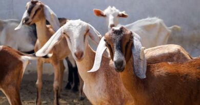 बरसात में बकरियों में दिखें ये 3 संकेत, हो सकती है गंभीर बीमारी; समय रहते करें पहचान