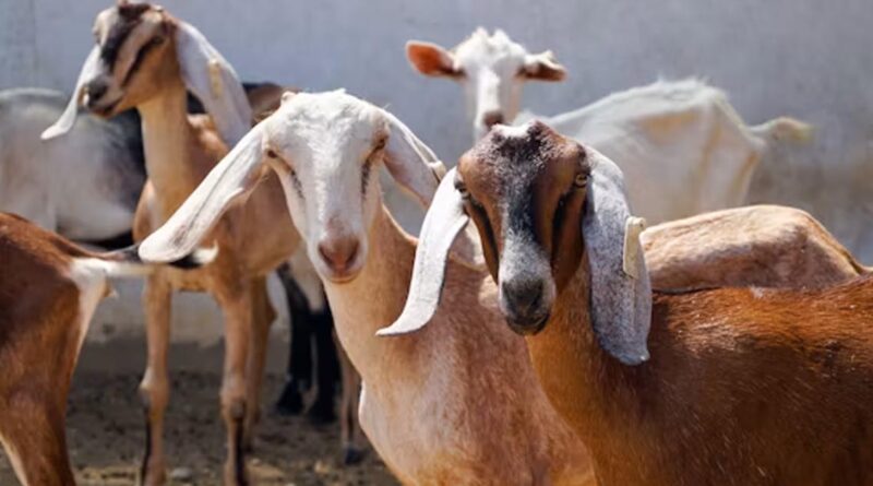 बरसात में बकरियों में दिखें ये 3 संकेत, हो सकती है गंभीर बीमारी; समय रहते करें पहचान