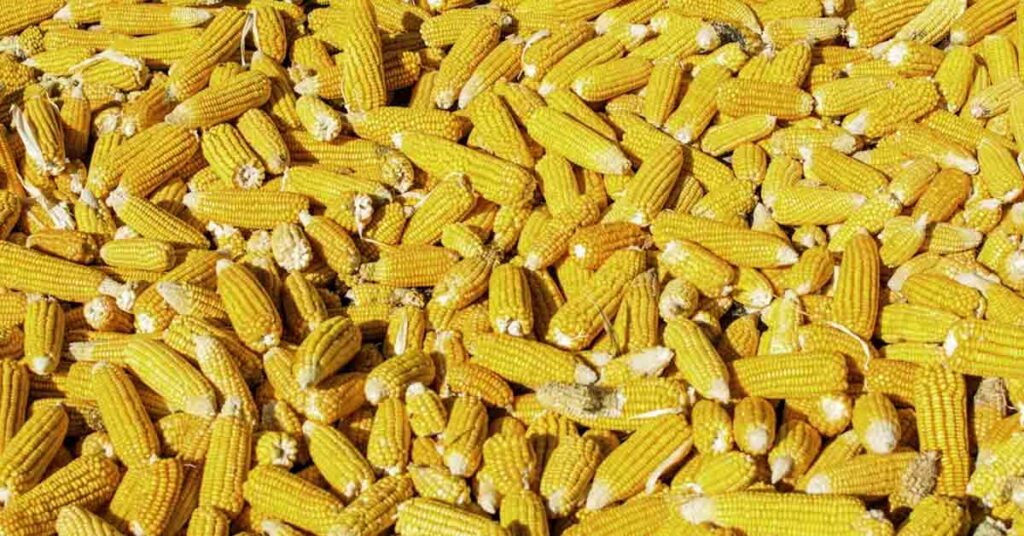 आज का मक्का मंडी रेट (03 जुलाई 2026)