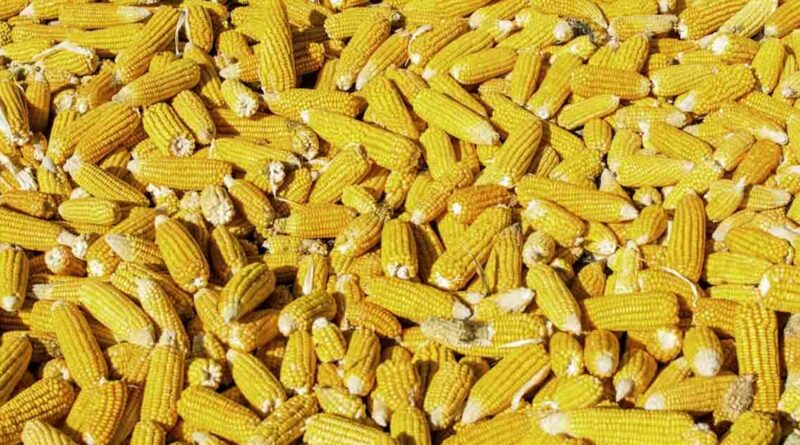 आज का मक्का मंडी रेट (03 जुलाई 2026)