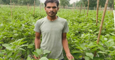 ग्राफ्टेड बैंगन की खेती से किसान हुआ मालामाल, सिर्फ 0.40 हेक्टेयर में कमाया 3 लाख रुपए का मुनाफा