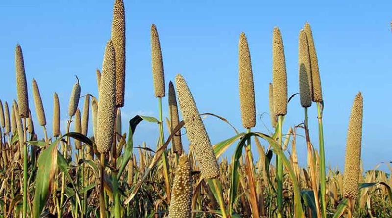 बाजरा : कम वर्षा वाले क्षेत्रों के लिए उपयोगी फसल