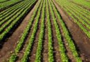 MP Horticulture Scheme: किसानों के लिए खुशखबरी! फल, सब्जी, पावर टिलर समेत कई योजनाओं के लिए आवेदन शुरू