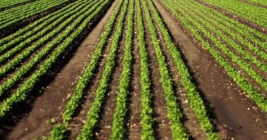 MP Horticulture Scheme: किसानों के लिए खुशखबरी! फल, सब्जी, पावर टिलर समेत कई योजनाओं के लिए आवेदन शुरू