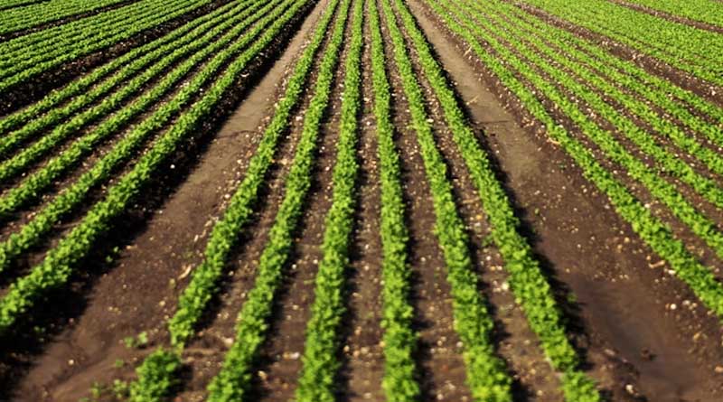 MP Horticulture Scheme: किसानों के लिए खुशखबरी! फल, सब्जी, पावर टिलर समेत कई योजनाओं के लिए आवेदन शुरू