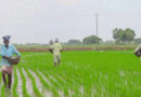 मुरैना: निजी उर्वरक विक्रेताओं को सुबह 8:30 बजे से दुकानें खोलने के निर्देश