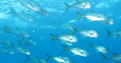 सीहोर: मत्स्य पालन के लिए दो जलाशयों के पट्टे हेतु आवेदन आमंत्रित