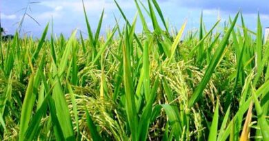 शाजापुर: विपरीत परिस्थिति में कृषकों के लिए उपयोगी सलाह
