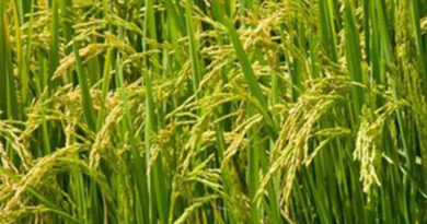 कम बारिश से खरीफ फसलों पर संकट, बिहार सरकार देगी किसानों को डीजल अनुदान