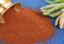 रागी (Finger Millet) एक महत्वपूर्ण पोषक अनाज