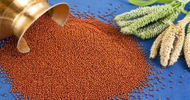 रागी (Finger Millet) एक महत्वपूर्ण पोषक अनाज