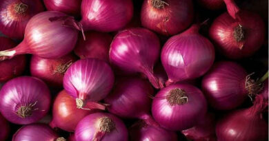 MP Onion Mandi Rate: मध्य प्रदेश की मंडियों में प्याज के दामों में बड़ा अंतर, कहीं ₹2,611 तो कहीं सिर्फ ₹100 प्रति क्विंटल मिलें भाव