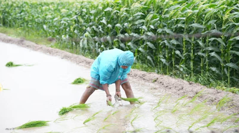 किसानों के लिए जरूरी खबर! अधिक बारिश में लेही पद्धति से करें धान की बुवाई, कृषि विभाग की सलाह
