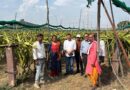 पन्ना कलेक्टर ने ड्रैगन फ्रूट की खेती का किया अवलोकन