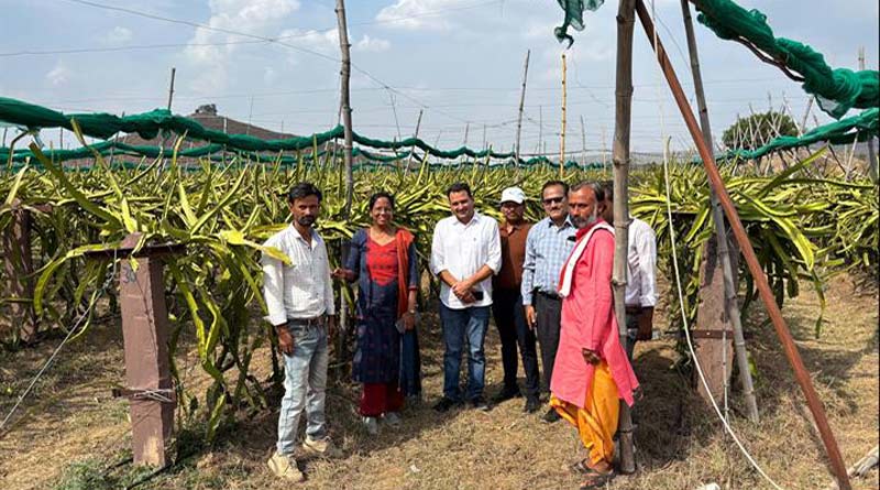 पन्ना कलेक्टर ने ड्रैगन फ्रूट की खेती का किया अवलोकन