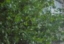 IMD Rain Alert: MP, गुजरात और महाराष्ट्र में भारी से अति भारी बारिश का अलर्ट, राजस्थान-हरियाणा में आगे बढ़ा मानसून