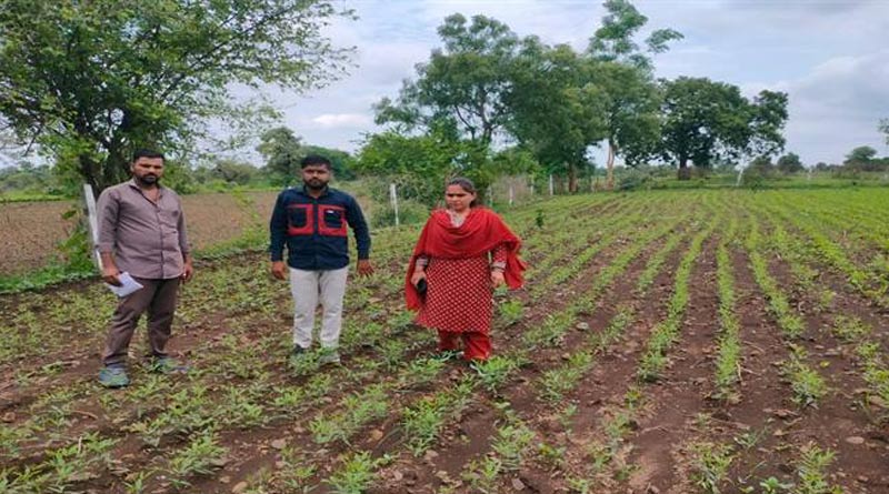 शाजापुर: सोयाबीन कृषकों के लिये कृषि संबंधी सलाह