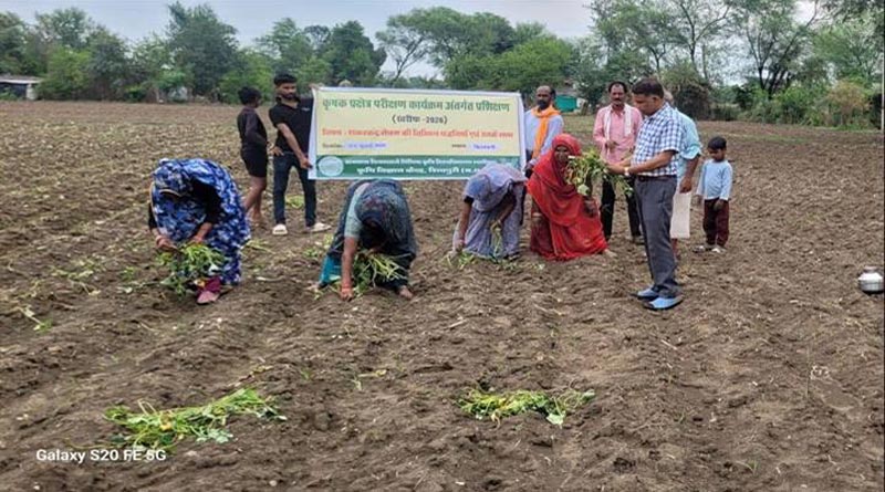 शिवपुरी: शकरकंद की वैज्ञानिक खेती को बढ़ावा देने खेतों में पहुंच रहे कृषि वैज्ञानिक