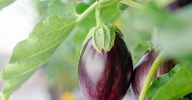 किसान बैंगन की इन 6 उन्नत किस्मों की करें खेती, मिलेगा ज्यादा उत्पादन और बेहतर मुनाफा