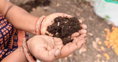 कुक्कुट खाद : कम लागत में उपज बढ़ाने और मिट्टी की सेहत सुधारने का प्रभावी जैविक विकल्प