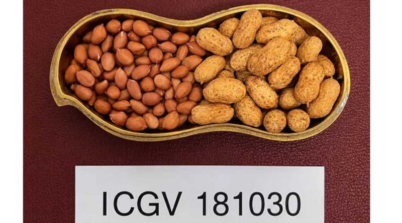 आईक्रिसैट और यूएएस धारवाड़ ने विकसित की मूंगफली की दो नई हाई-ओलिक किस्में