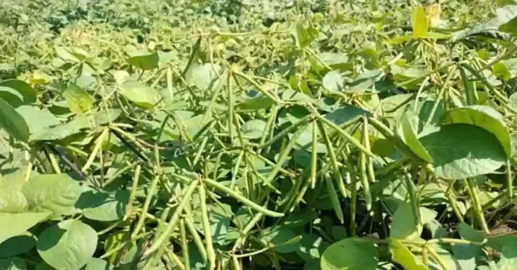 मध्यप्रदेश: ग्रीष्मकालीन मूंग की सरकारी खरीदी आज से शुरू, किसानों को मिलेगा ₹8,768 प्रति क्विंटल MSP