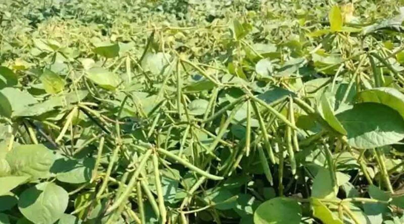 मध्यप्रदेश: ग्रीष्मकालीन मूंग की सरकारी खरीदी आज से शुरू, किसानों को मिलेगा ₹8,768 प्रति क्विंटल MSP